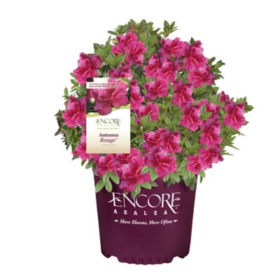 Encore Azalea 1 gal. Autumn Rouge Azalea Shrub