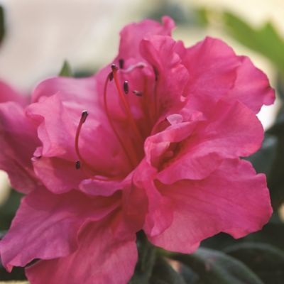 Image showing 1 th Encore Azalea 1 gal. Potted Autumn Rouge Azalea Shrub