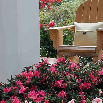 Image showing 2 th Encore Azalea 1 gal. Potted Autumn Rouge Azalea Shrub