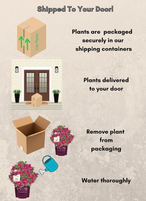 Image showing 5 th Encore Azalea 1 gal. Potted Autumn Rouge Azalea Shrub