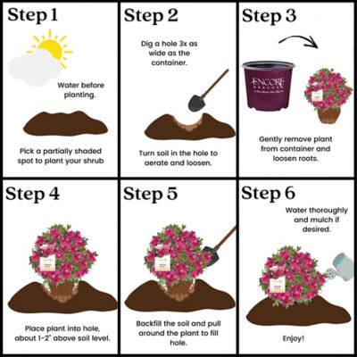 Image showing 6 th Encore Azalea 1 gal. Potted Autumn Rouge Azalea Shrub