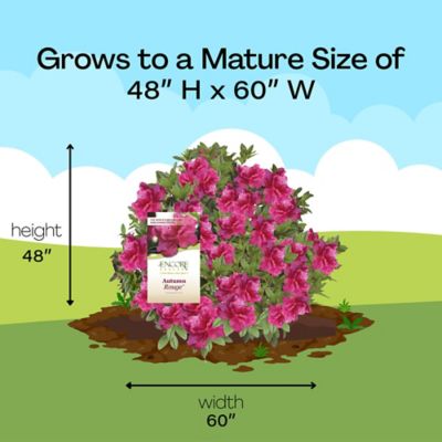 Image showing 7 th Encore Azalea 1 gal. Potted Autumn Rouge Azalea Shrub