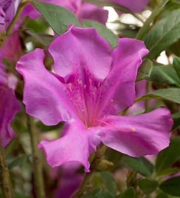 Image showing  1 gal. Potted Autumn Royalty Azalea Shrub