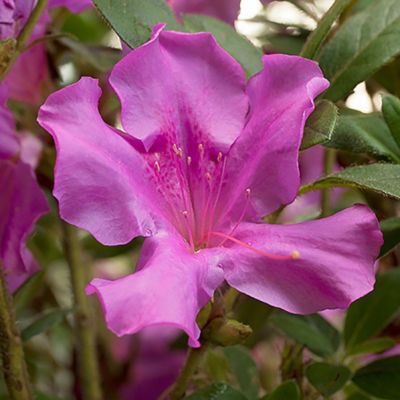 Image showing  2 gal. Potted Autumn Royalty Azalea Shrub