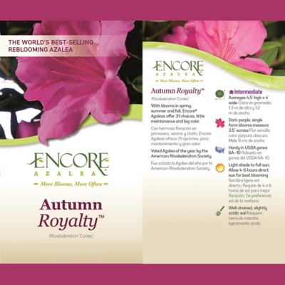 Image showing  2 gal. Potted Autumn Royalty Azalea Shrub