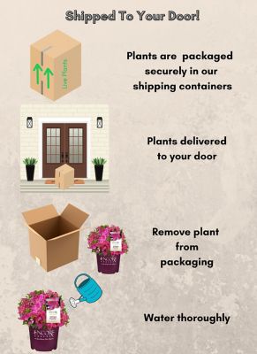 Image showing  2 gal. Potted Autumn Royalty Azalea Shrub