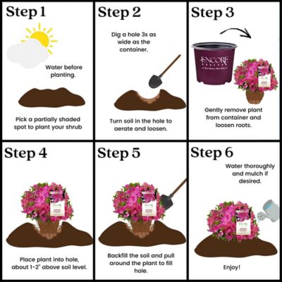 Image showing 5 th Encore Azalea 2 gal. Potted Autumn Royalty Azalea Shrub