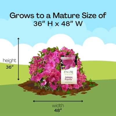 Image showing 6 th Encore Azalea 2 gal. Potted Autumn Royalty Azalea Shrub