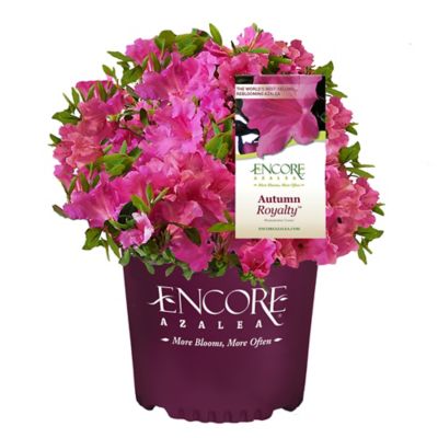 Encore Azalea 5 gal. Potted Autumn Royalty Azalea Shrub