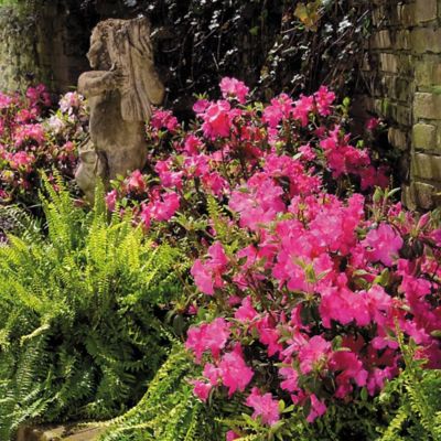 Image showing  1 gal. Potted Autumn Sangria Azalea Shrub