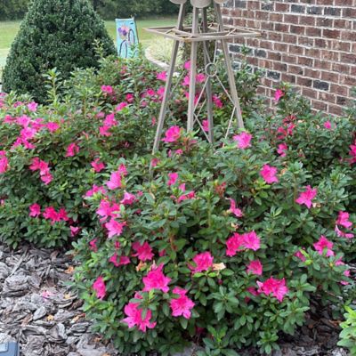 Image showing  1 gal. Potted Autumn Sangria Azalea Shrub