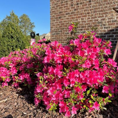 Image showing  1 gal. Potted Autumn Sangria Azalea Shrub