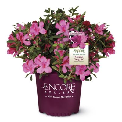 Encore Azalea 2 gal. Potted Autumn Sangria Azalea Shrub