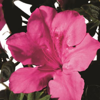 Image showing  2 gal. Potted Pink/Green Autumn Sangria Azalea Shrub Bush
