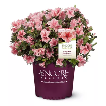 Encore Azalea 1 gal Autumn Sunburst Azalea Shrub Bushes