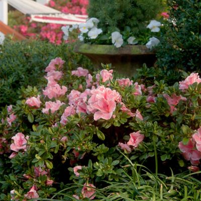 Image showing  1 gal. Autumn Sunburst Azalea Shrub