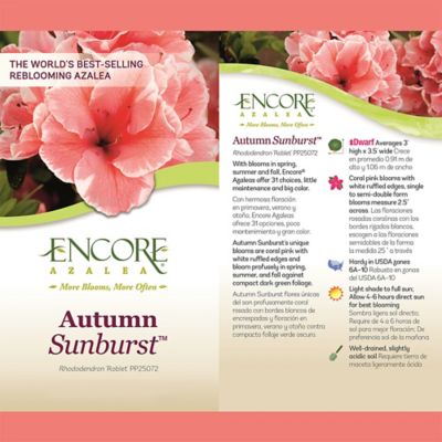 Image showing  1 gal. Autumn Sunburst Azalea Shrub