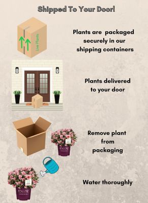 Image showing 6 th Encore Azalea 1 gal. Autumn Sunburst Azalea Shrub