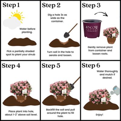 Image showing 7 th Encore Azalea 1 gal. Autumn Sunburst Azalea Shrub