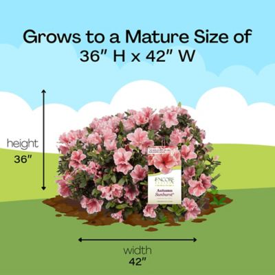 Image showing 8 th Encore Azalea 1 gal. Autumn Sunburst Azalea Shrub