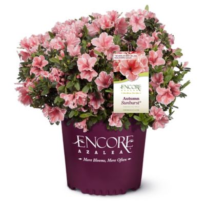 Encore Azalea 2 gal. Autumn Sunburst Azalea Shrub