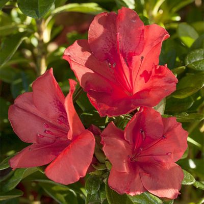 Image showing 1 th Encore Azalea 1 gal. Potted Autumn Sunset Azalea Shrub