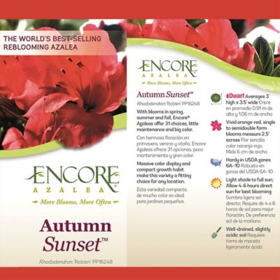 Image showing 2 th Encore Azalea 1 gal. Potted Autumn Sunset Azalea Shrub