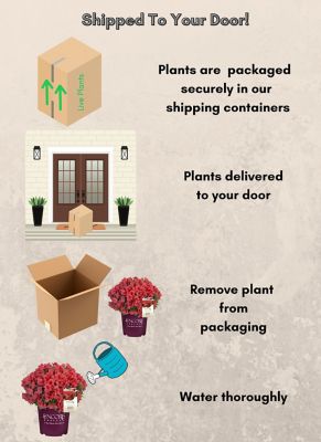 Image showing 4 th Encore Azalea 1 gal. Potted Autumn Sunset Azalea Shrub