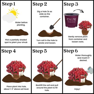 Image showing 5 th Encore Azalea 1 gal. Potted Autumn Sunset Azalea Shrub