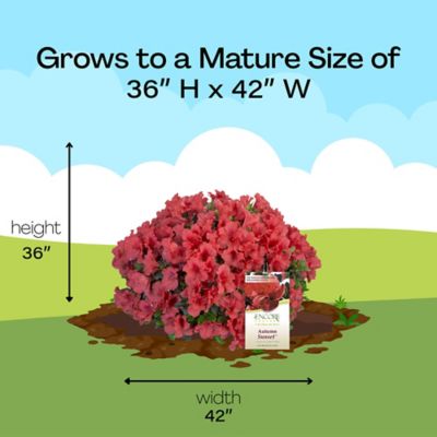 Image showing 6 th Encore Azalea 1 gal. Potted Autumn Sunset Azalea Shrub