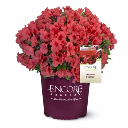 Encore Azalea 2 gal Azalea shrub at autumn sunset Bushes