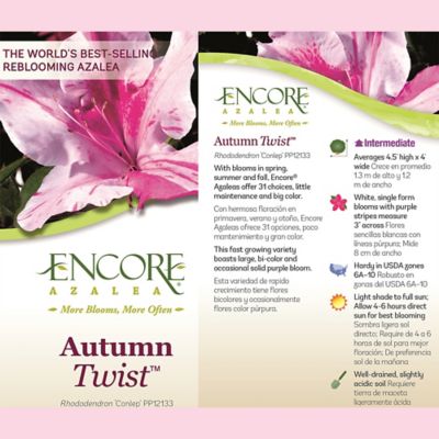 Image showing  1 gal. Potted Autumn Twist Azalea Shrub