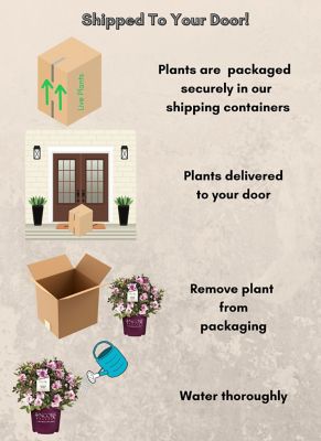 Image showing  1 gal. Potted Autumn Twist Azalea Shrub