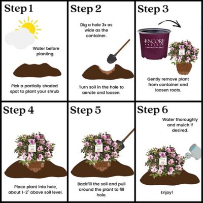 Image showing 5 th Encore Azalea 1 gal. Potted Autumn Twist Azalea Shrub