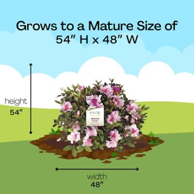 Image showing 6 th Encore Azalea 1 gal. Potted Autumn Twist Azalea Shrub