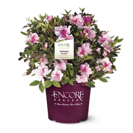 Encore Azalea 2 gal Potted Fall Twist Azalea Shrub Bushes