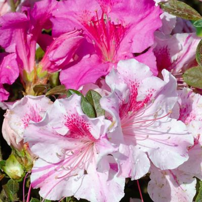 Image showing  2 gal. Potted Autumn Twist Azalea Shrub