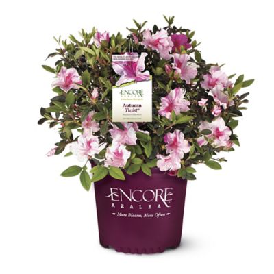 Encore Azalea 5 gal. Potted Autumn Twist Azalea Shrub
