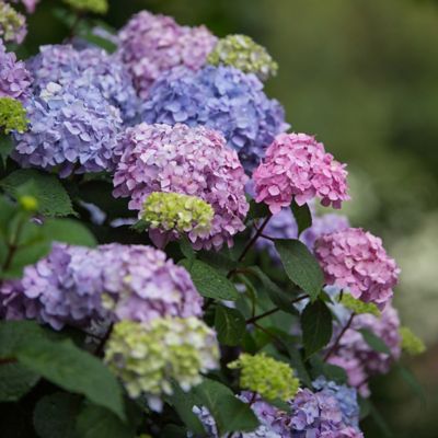 Image showing  1 gal. Potted Bloomstruck Hydrangea Shrub