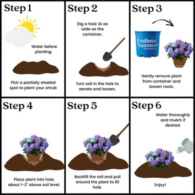 Image showing 9 th Endless Summer 1 gal. Potted Bloomstruck Hydrangea Shrub