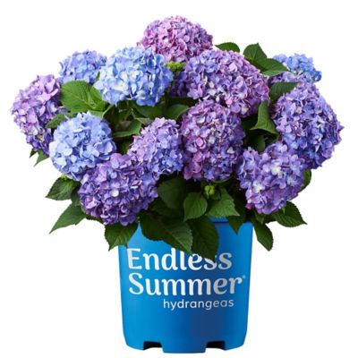 Endless Summer 2 gal. Potted Bloomstruck Hydrangea Shrub