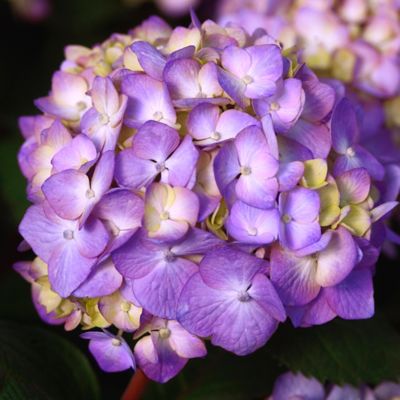 Image showing  2 gal. Potted Bloomstruck Hydrangea Shrub