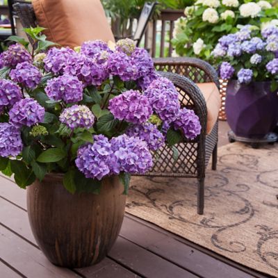 Image showing  2 gal. Potted Bloomstruck Hydrangea Shrub