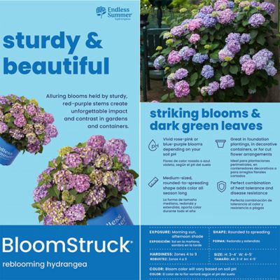 Image showing 5 th Endless Summer 2 gal. Potted Bloomstruck Hydrangea Shrub