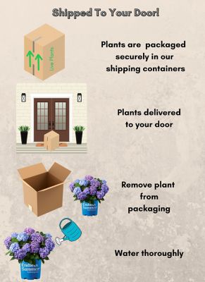 Image showing 7 th Endless Summer 2 gal. Potted Bloomstruck Hydrangea Shrub