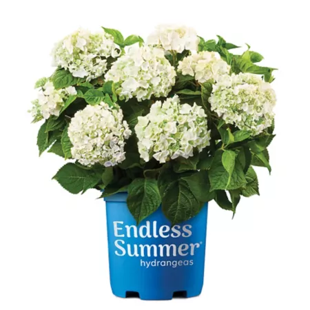 Endless Summer 2 gal Blushing Bride Hydrangea Shrub in Pot Bushes