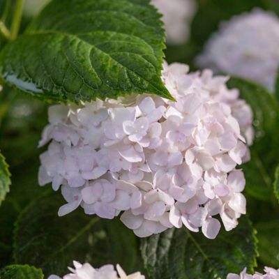 Image showing  2 gal. Potted Blushing Bride Hydrangea Shrub