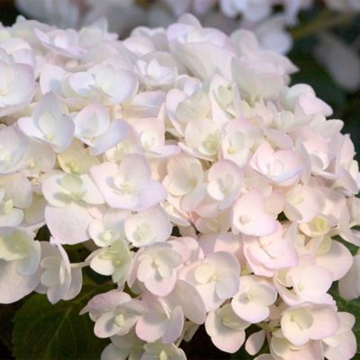 Image showing  2 gal. Potted Blushing Bride Hydrangea Shrub