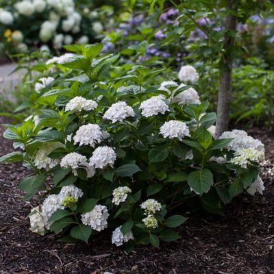 Image showing  2 gal. Potted Blushing Bride Hydrangea Shrub