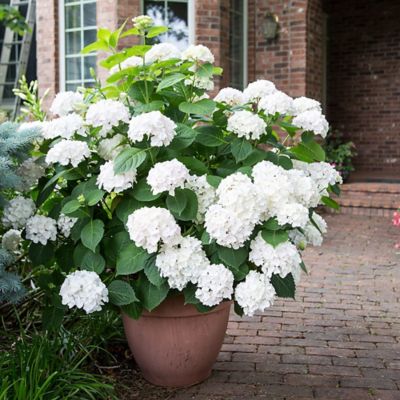Image showing  2 gal. Potted Blushing Bride Hydrangea Shrub